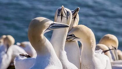 九游jiuyou-迷你台球比赛：全民娱乐新潮流，小型台球