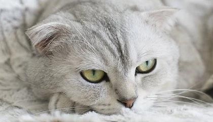 九游jiuyou-迷你台球比赛：全民娱乐新潮流，小型台球