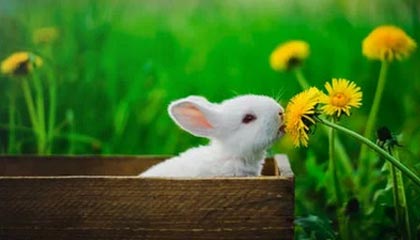 九游jiuyou-迷你台球比赛：全民娱乐新潮流，小型台球